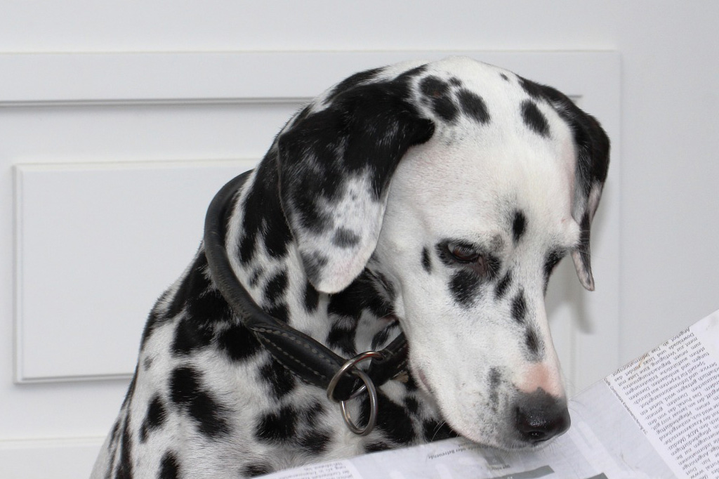Dalmatiner guckt in eine Zeitung